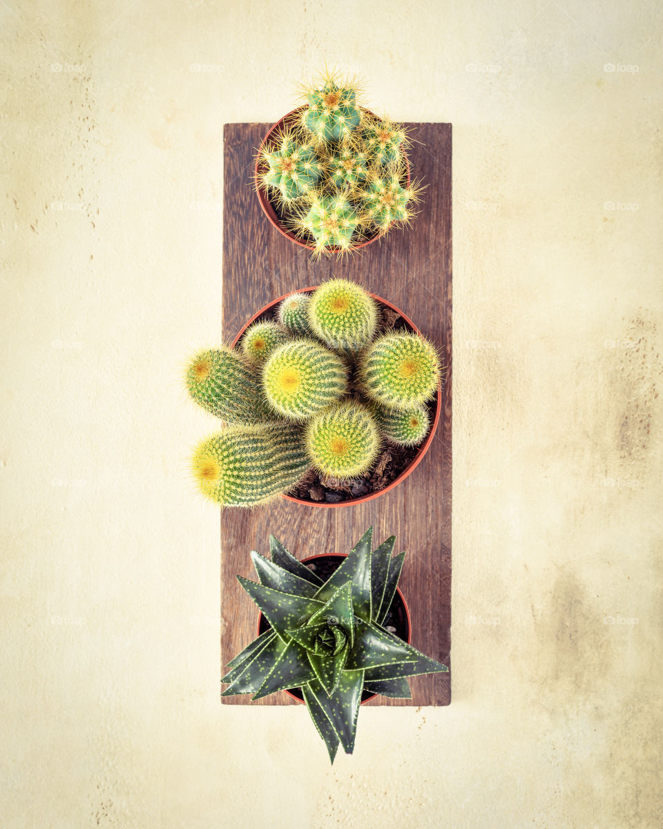 Home plants growing. Eco friendly composition with cactus and succulent plants on a wooden board. Home gardening concept. Hobbies growing home plants and gardening apartments. Flat lay