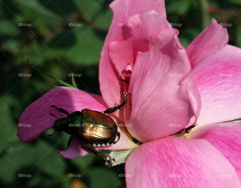 beetle on rose