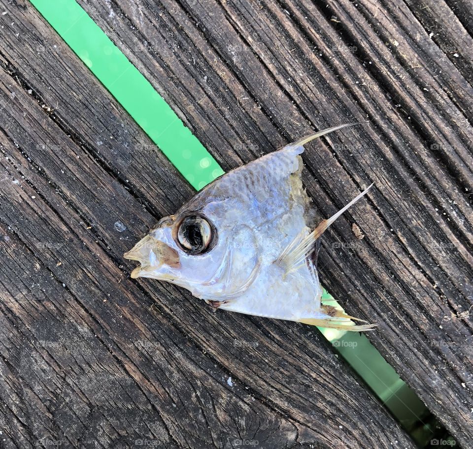 Fish head