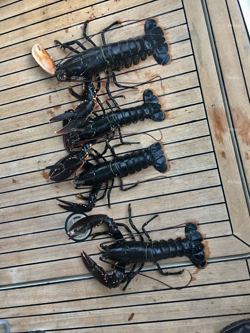 High angle view of lobsters