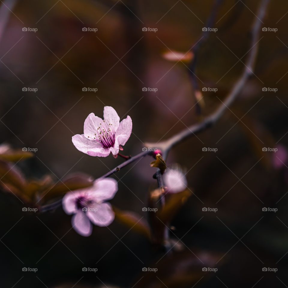 Spring flowers in London