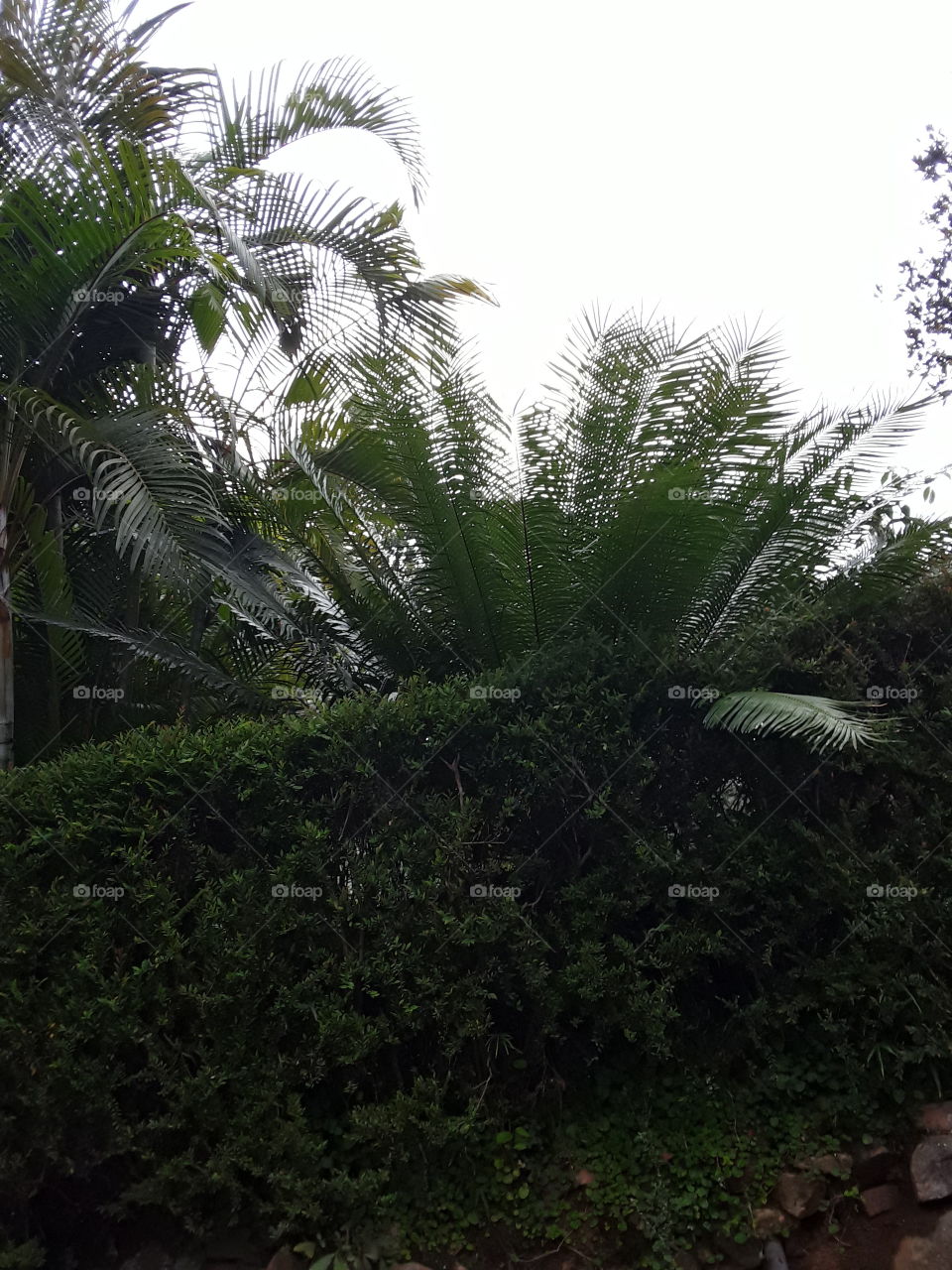 most attraction plant. very beautiful location in the day.