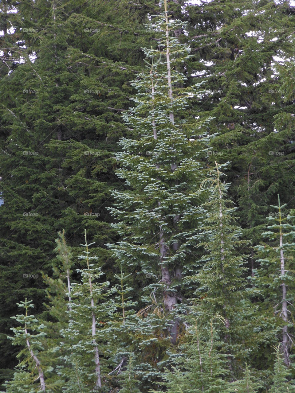 Tree Oregon forest 