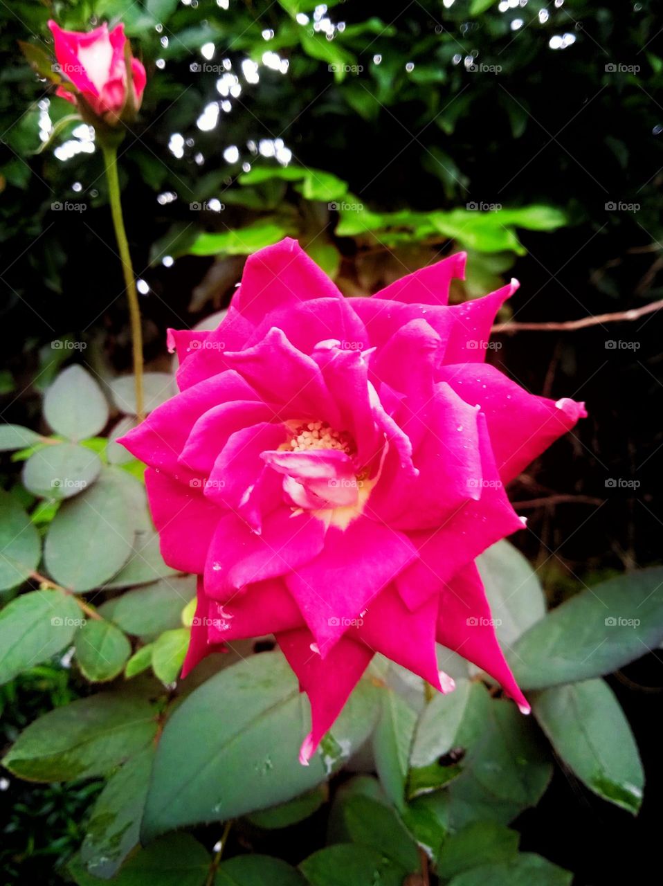 Magenta Rose flower