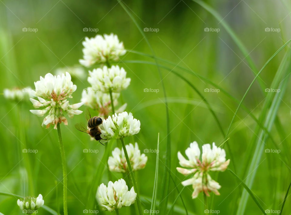 clover flowers