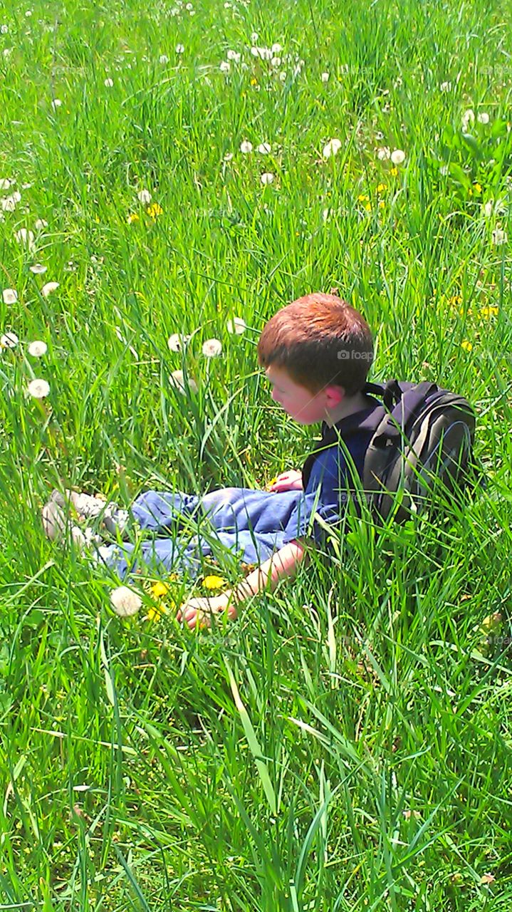 Child sitting in field of dandelions