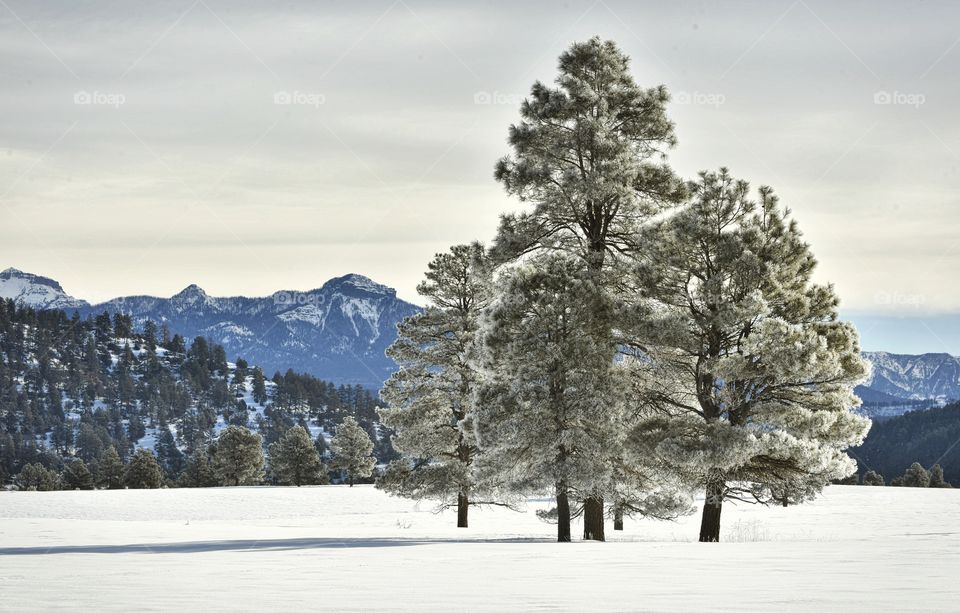 Frosted trees stand tall in a frozen landscape. Mountains set the background and snow blankets the ground.