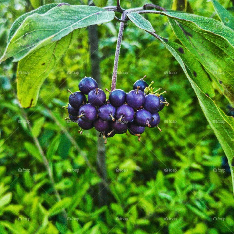 Blueberries on the Branch
