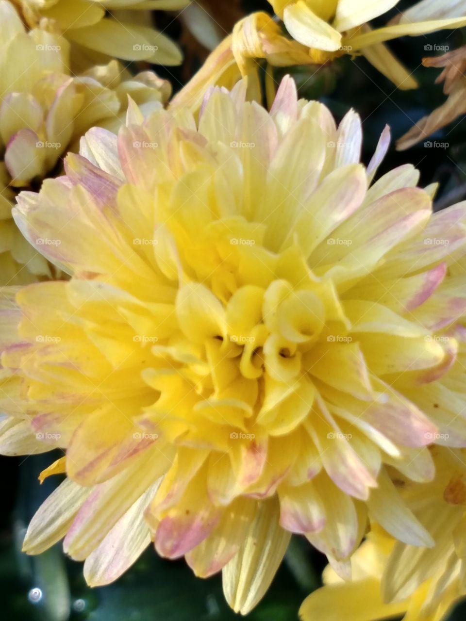 beautiful and brilliant yellow mum