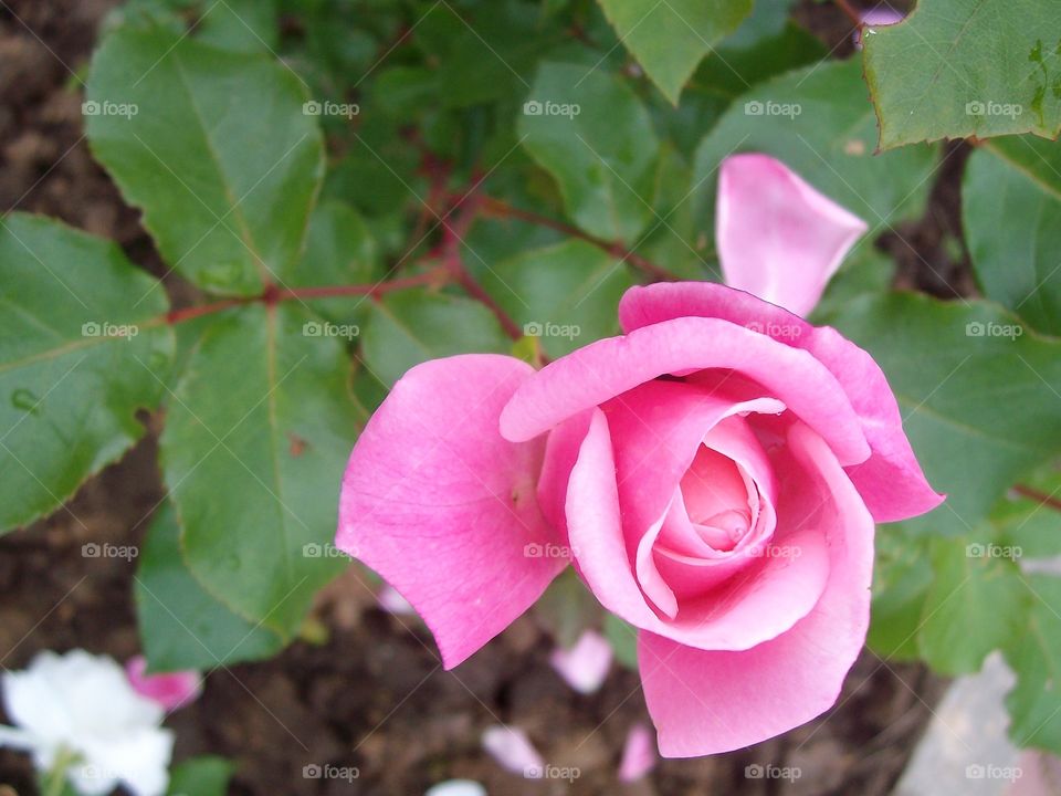 Garden rose