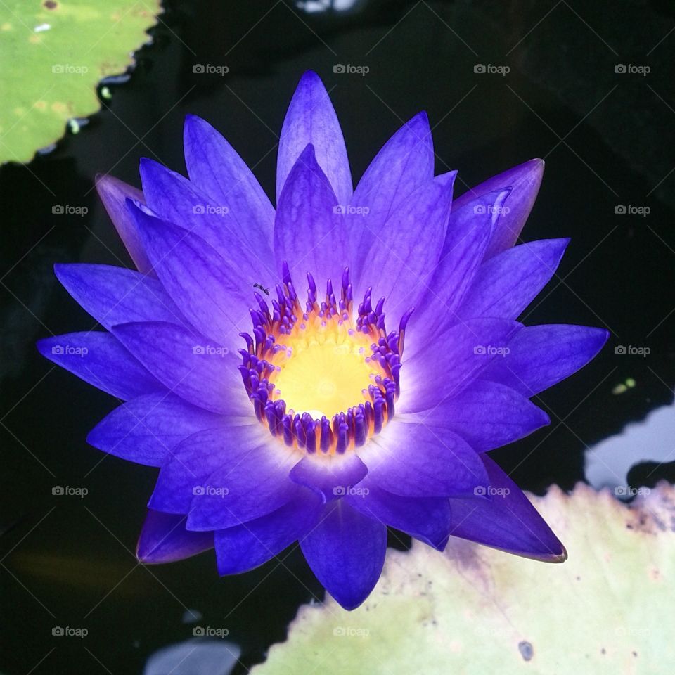 Deep purple lily flower from China, centred in this photo and surrounded by contrasting lily pads 