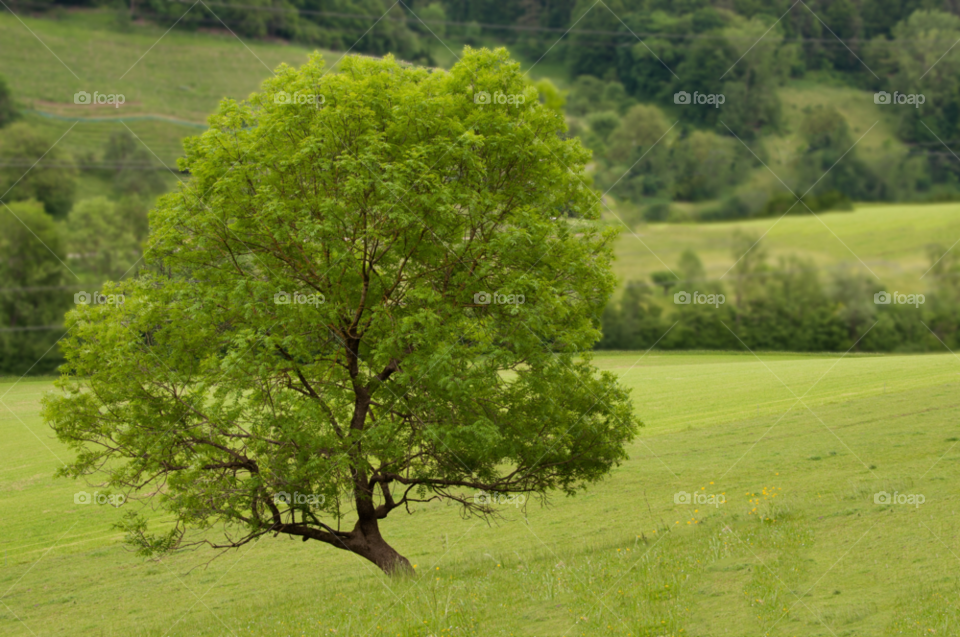 green nature tree trees by gaguling