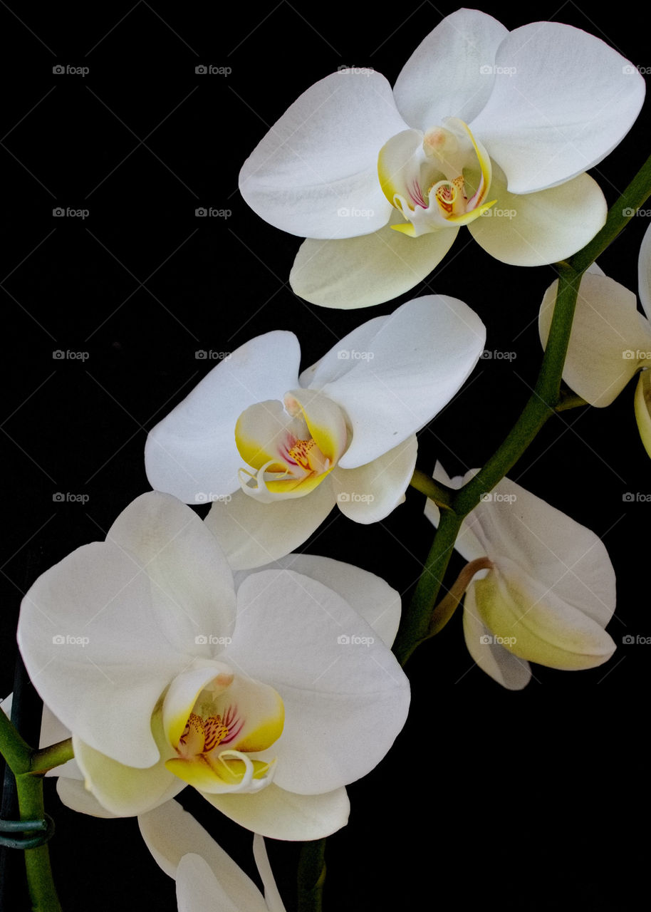 White Orchids 