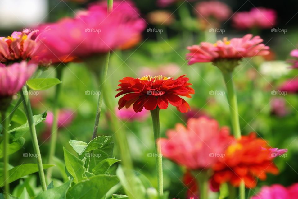 colorful daisy