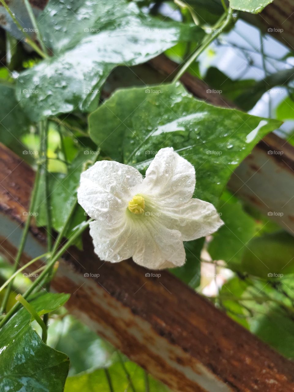 Natural Beauty In Rainy Season
Grooming White Lagenaria Flower

Awesome Species.....