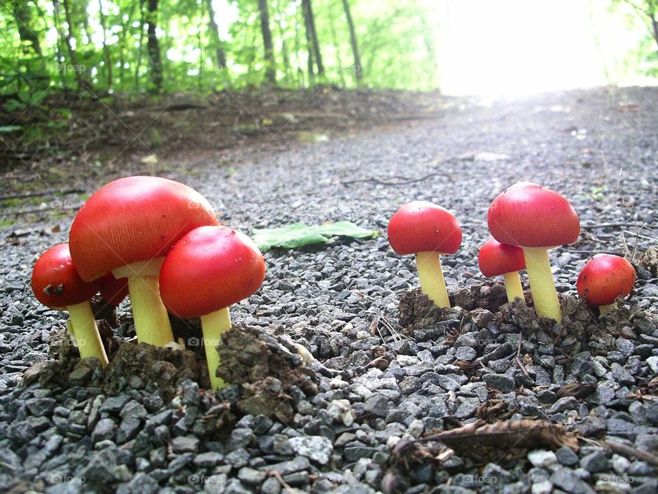mushrooms