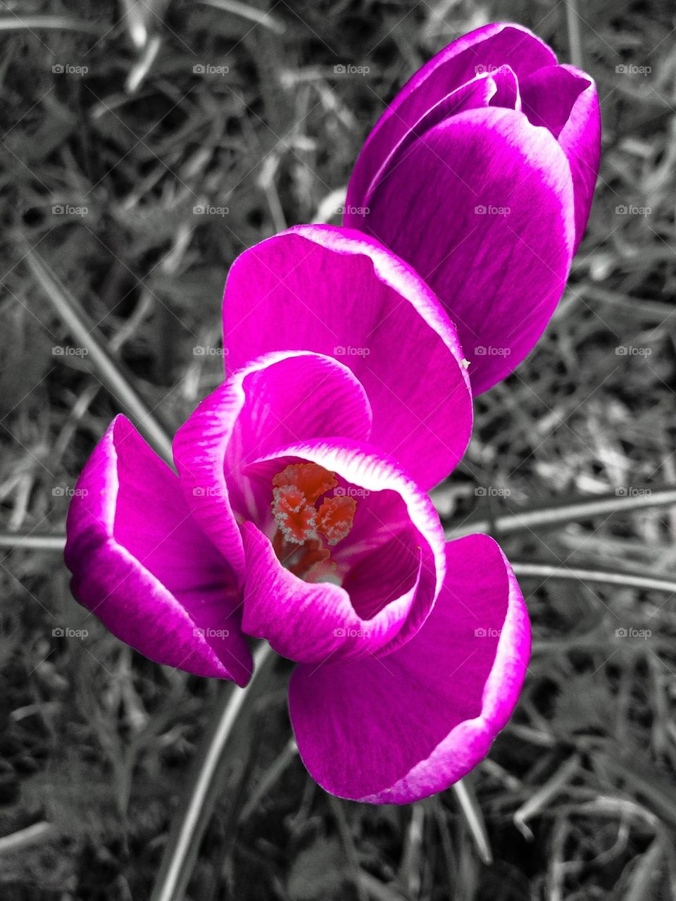 Crocus. 