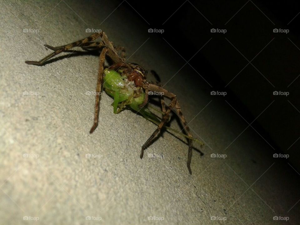 Spider eating a grasshopper