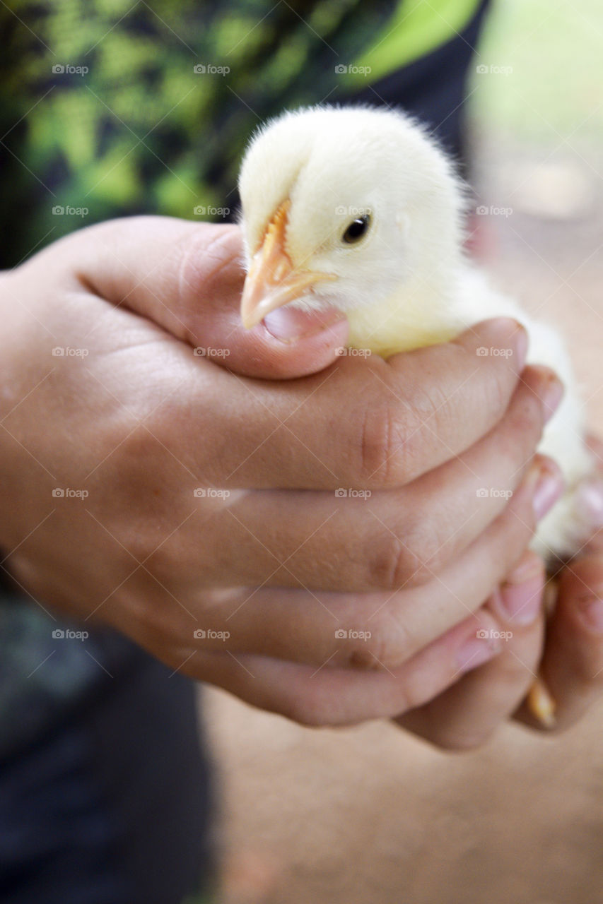 A Baby Chick in a Child’s Hands