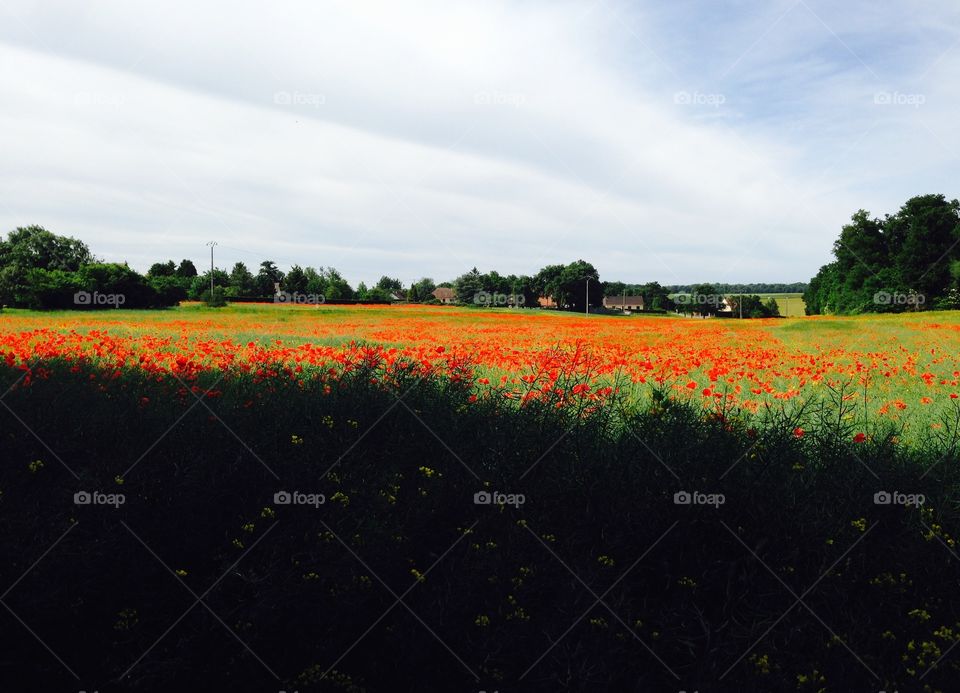Poppy field. Spring poppy field