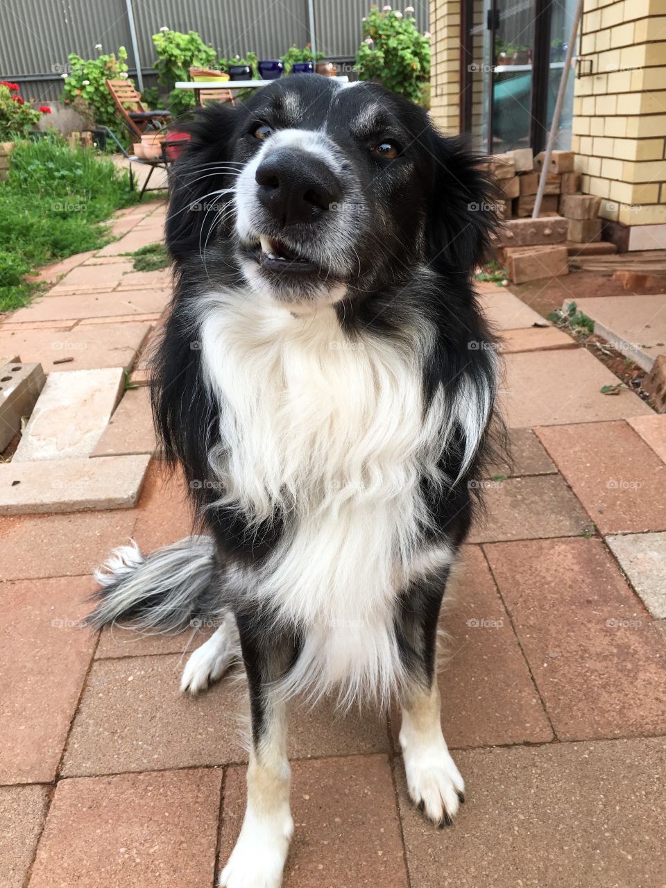 Border collie with a lopsided grin