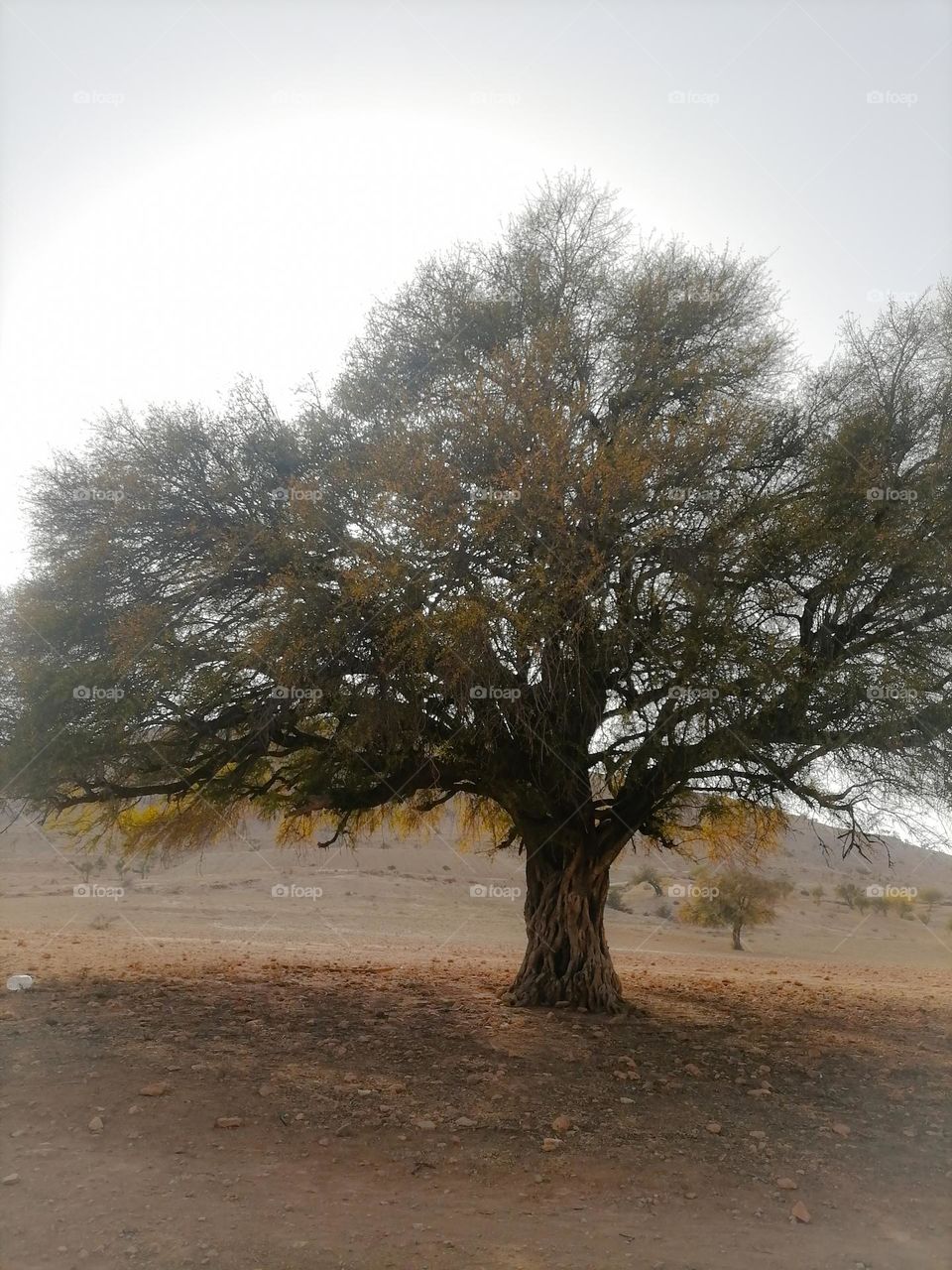 Argan tree