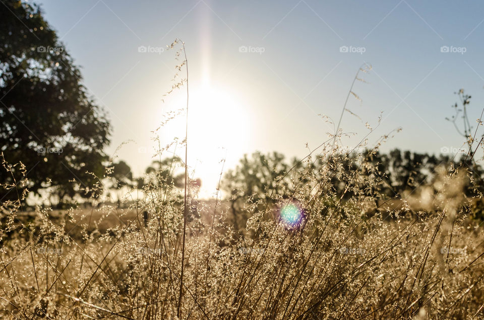 Golden afternoons on the farm