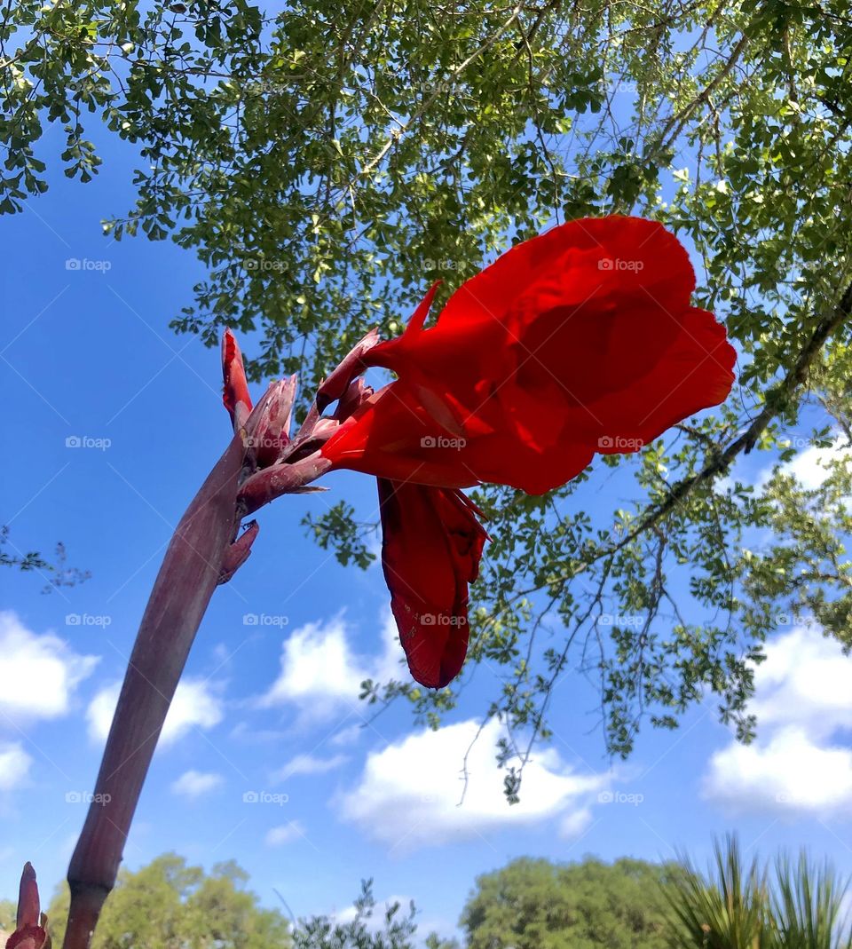 Beautiful red flower wilting in the extreme heat against green tree leaves and blue sky. 