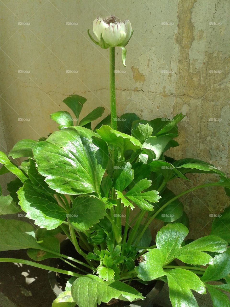 plant