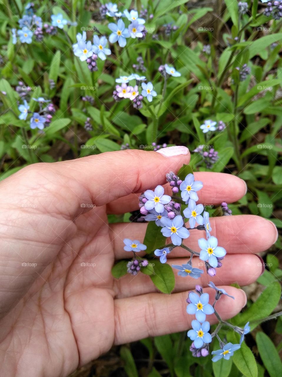 Flowers and female hand love earth 🌍