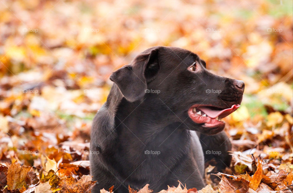 Labrador