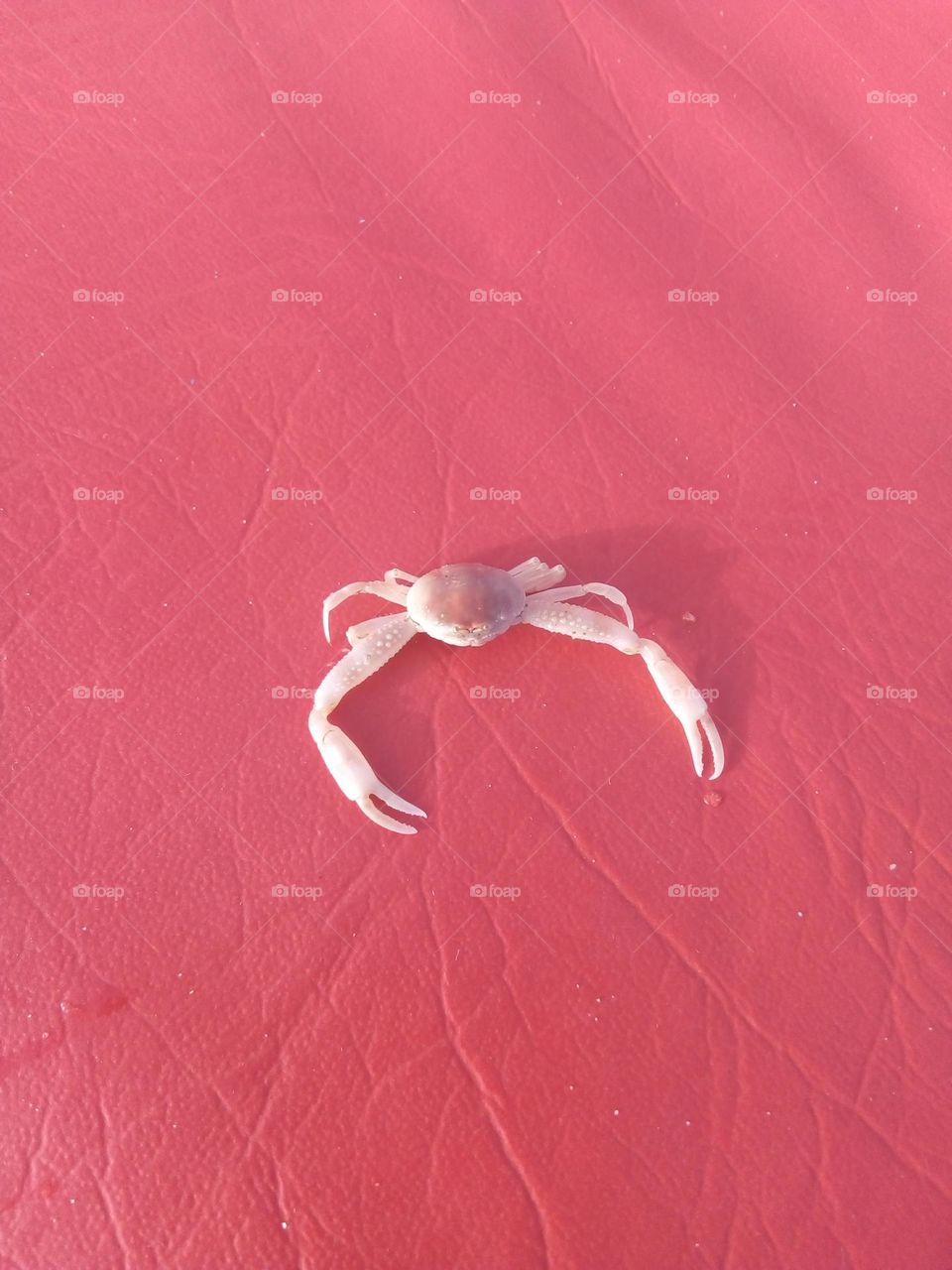 crab