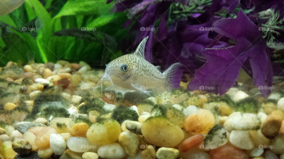 Fish, Nature, Underwater, Color, Desktop