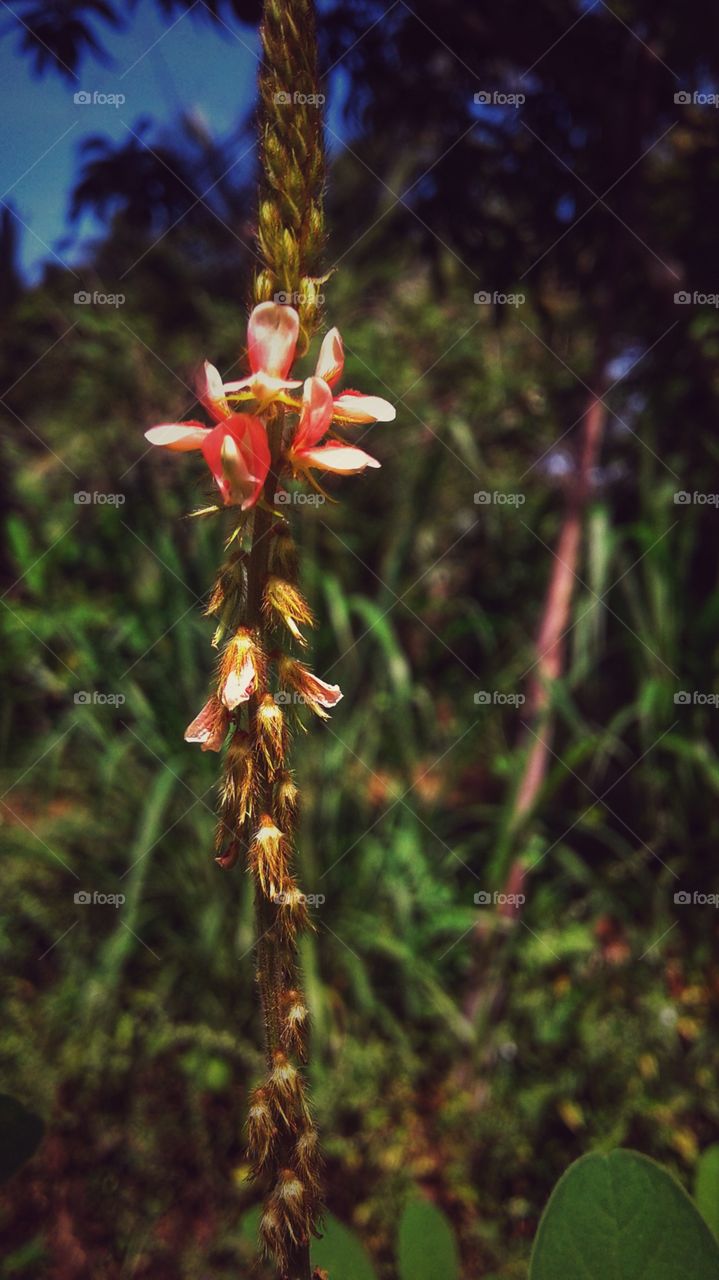 amazing wild flowers  💐