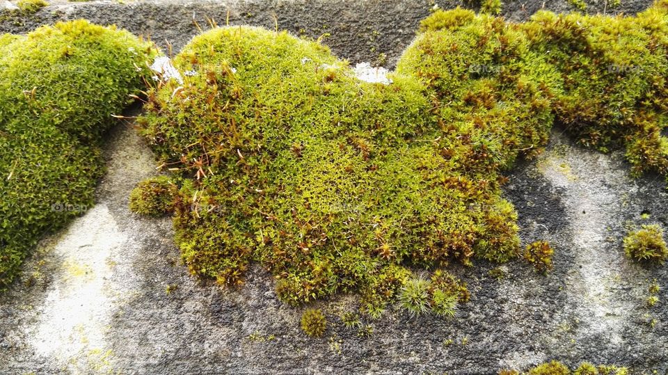 plants on wall