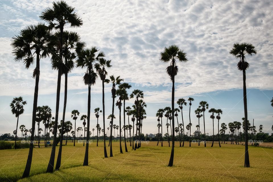 Beautiful silhouette sugar palm in the golden rice field