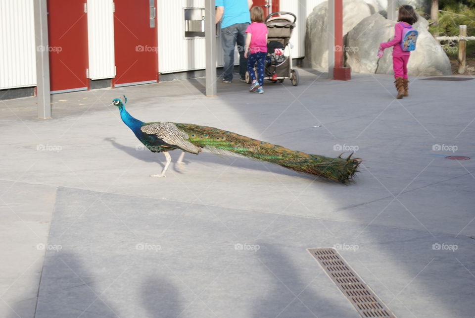 Peacock 