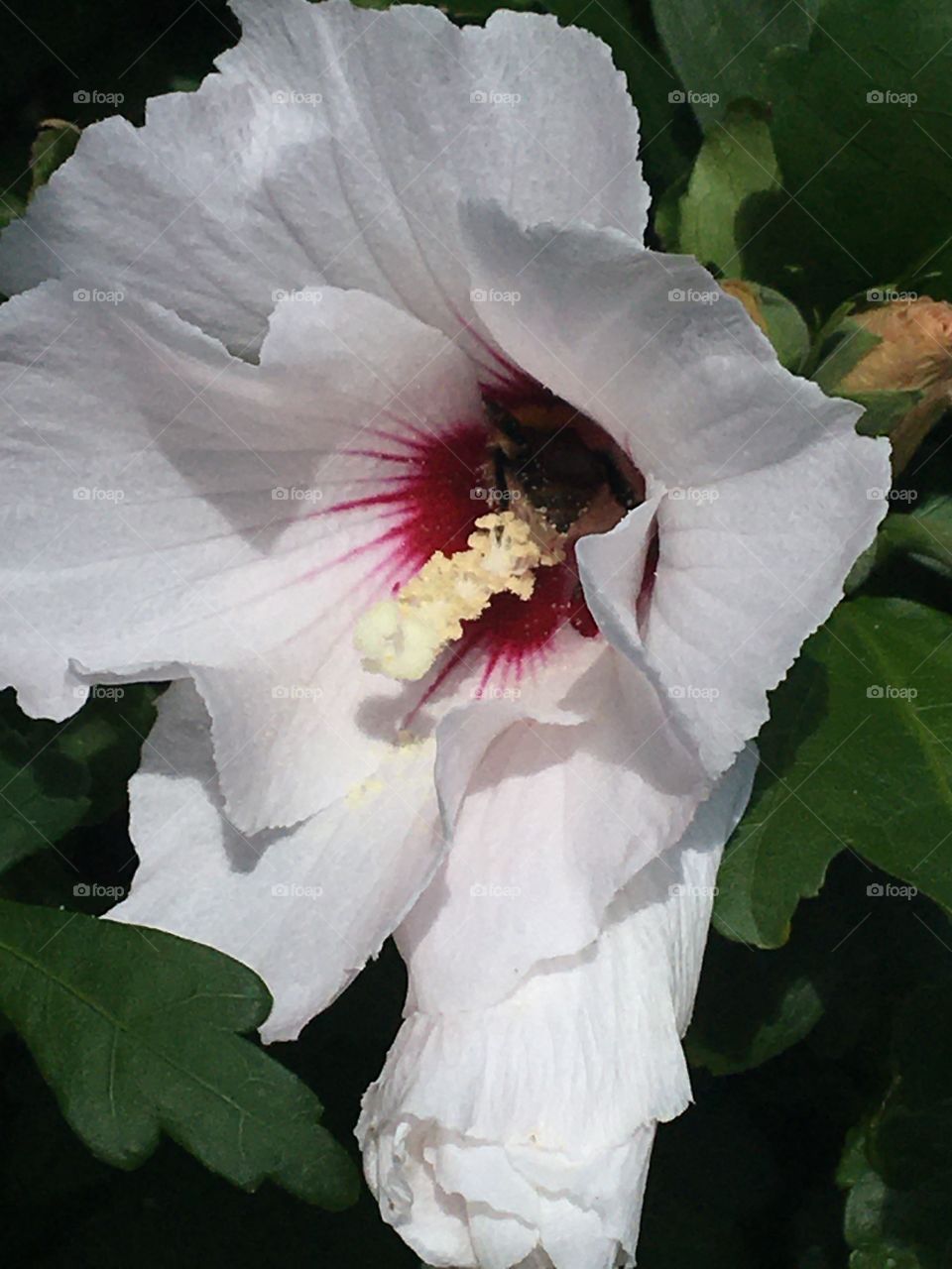 Close up of Althea hibiscus 
