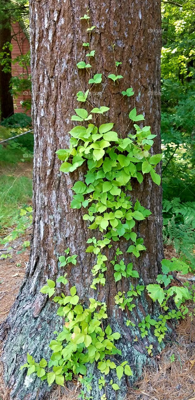 Poison Ivy growing up pine tree, causes itching rash if touched.