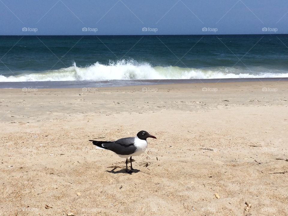 Seagull ocean beach