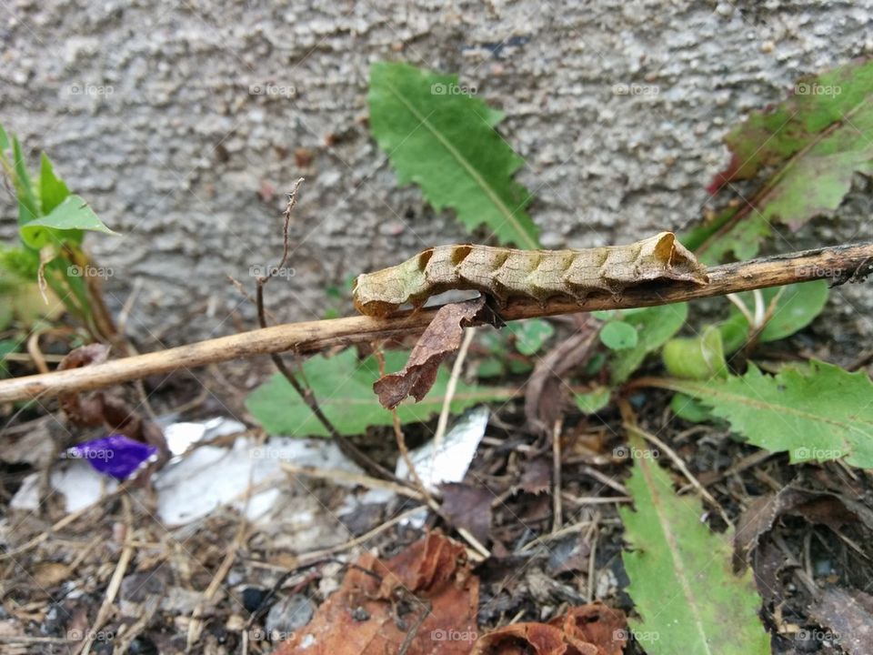 Leaf caterpillar 