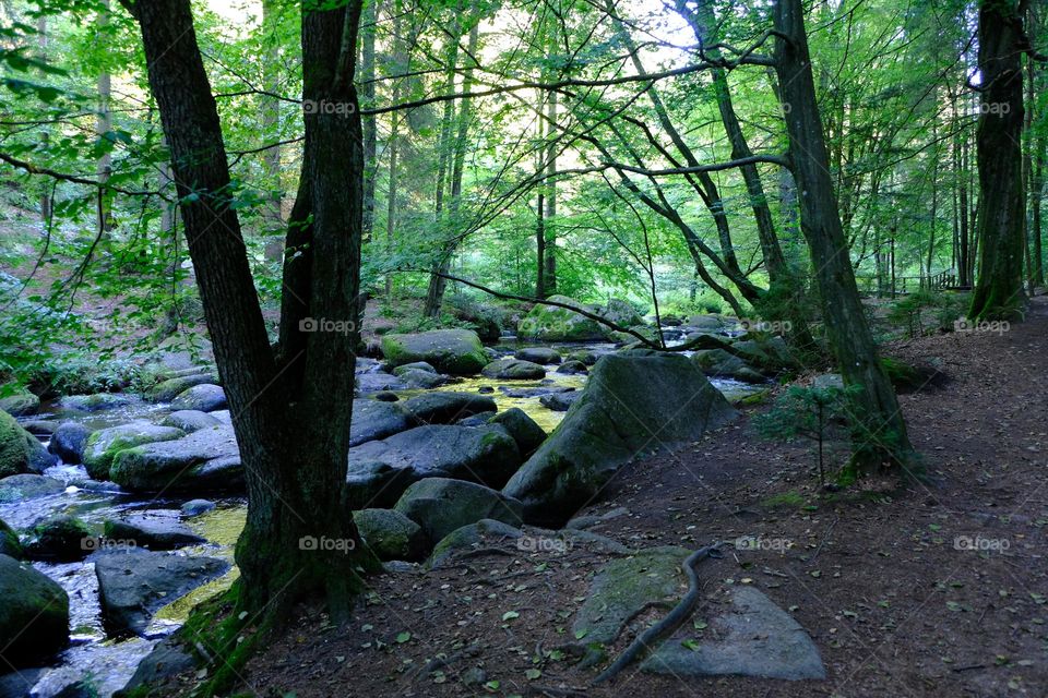 Magic Bavaria Forest 