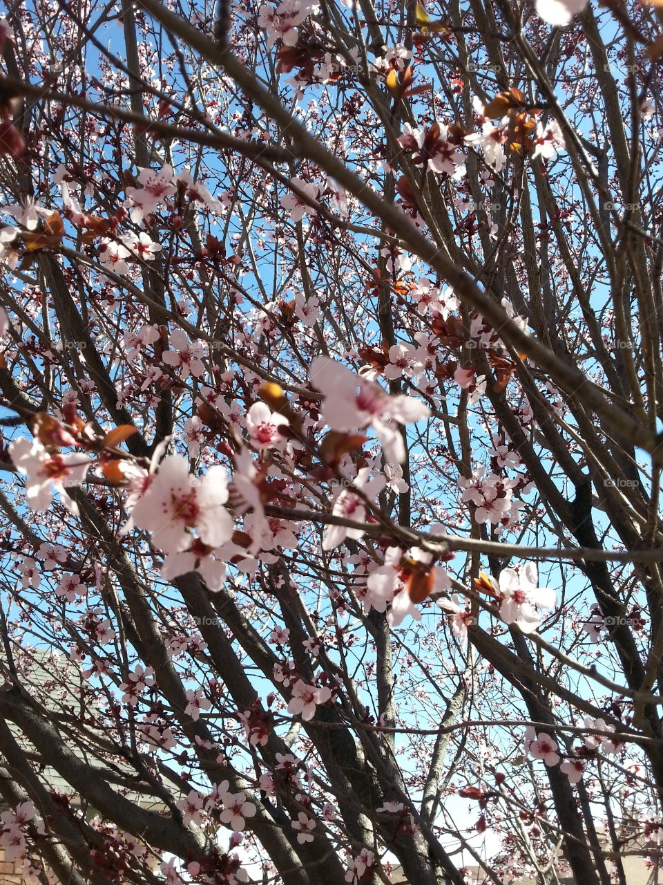 plum blossoms. lots of plum blossoms in my yard