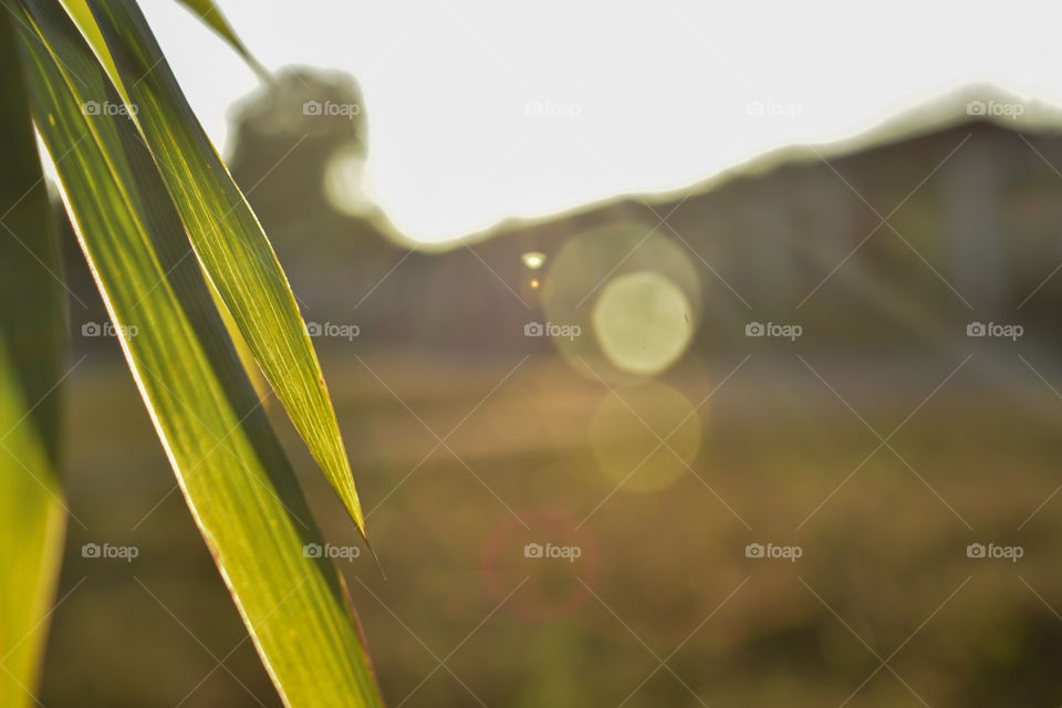 bamboo leaves turned yellowish with the sunlight