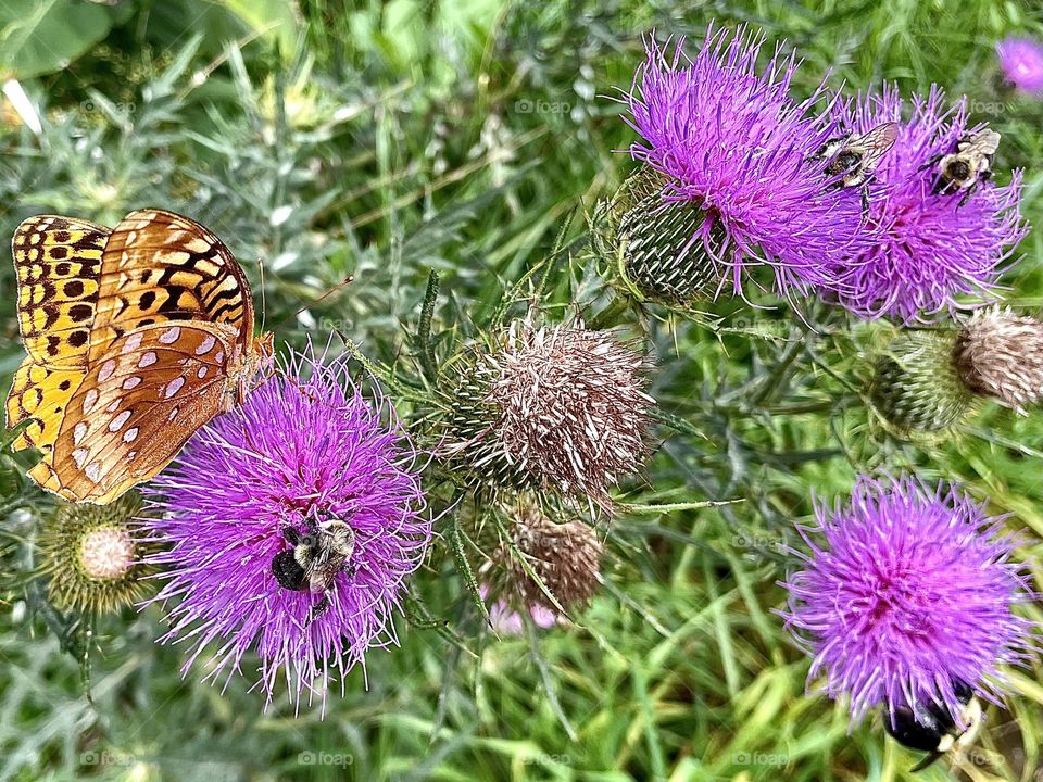 thistle on the skyline drive, Virginia 
