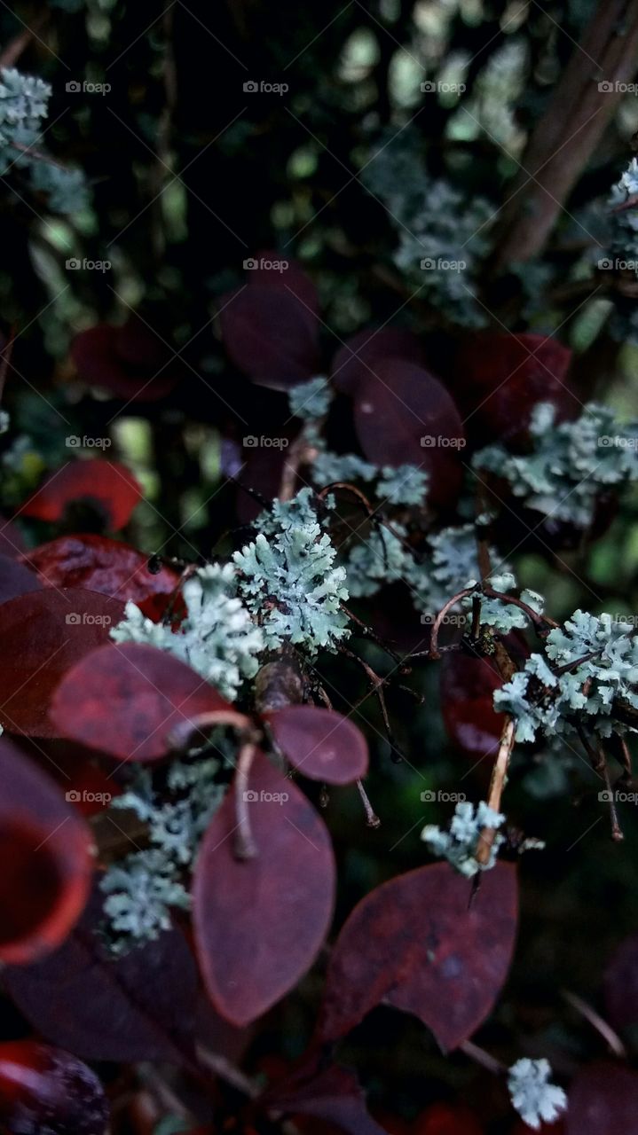 fall branches