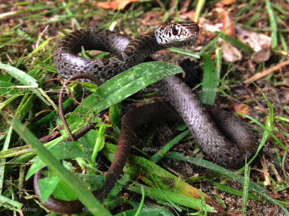 Baby Racer snake