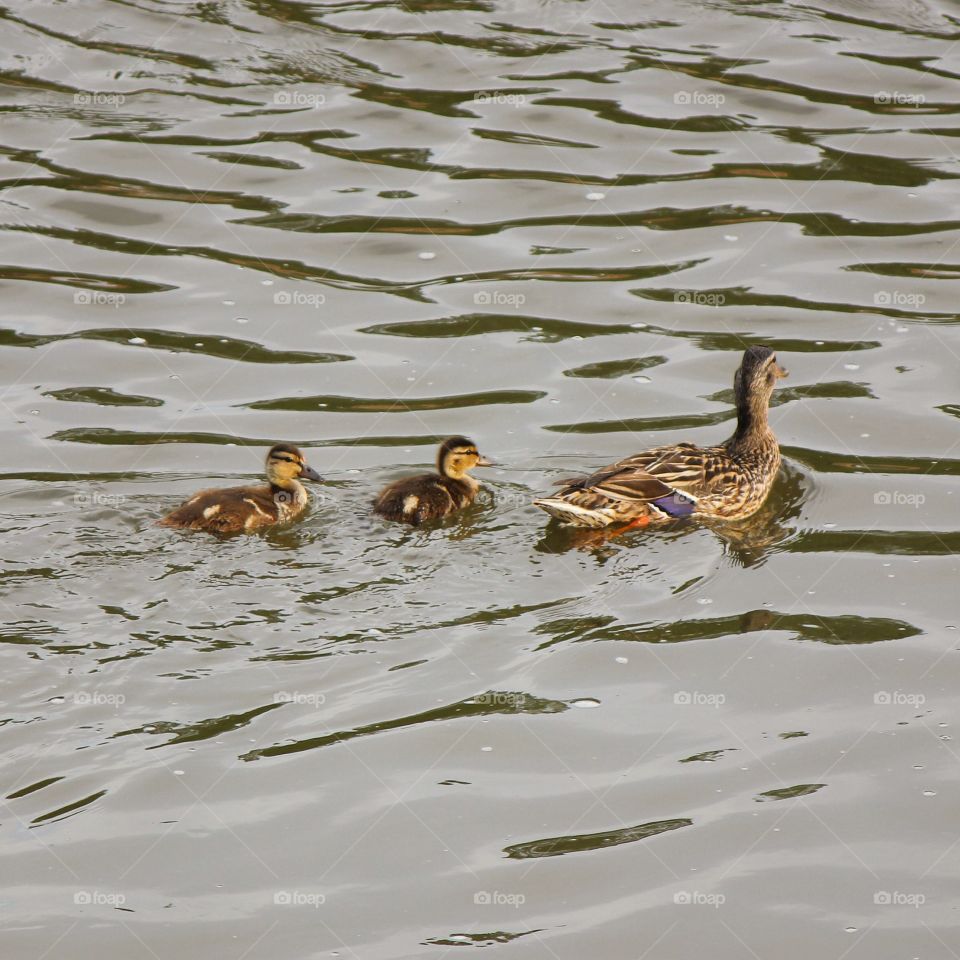 A mom and her two babies out for a swim 