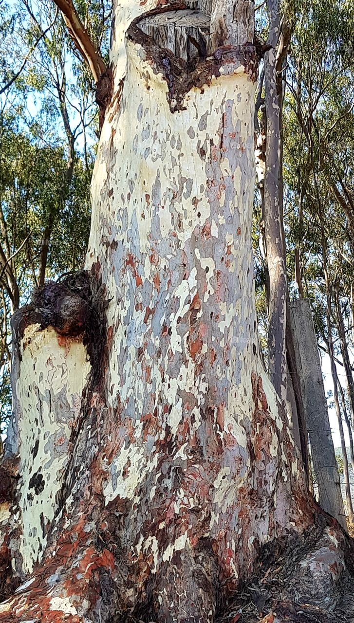 nice tree bark  - like a painting