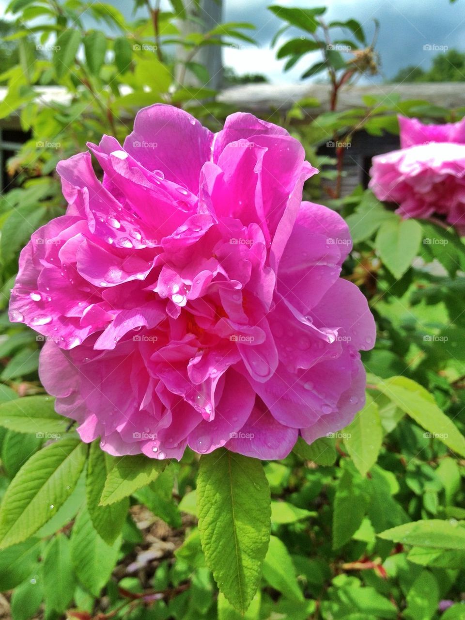 Flowers after the rain